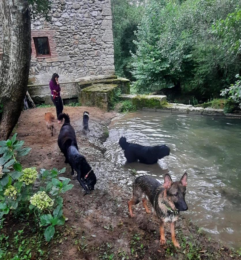 Posada Pet Friendly El Molino De Cantabria Entrambasaguas  Dış mekan fotoğraf