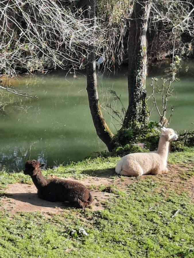 Posada Pet Friendly El Molino De Cantabria Entrambasaguas  Dış mekan fotoğraf